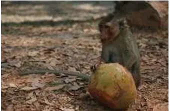 monkey-2