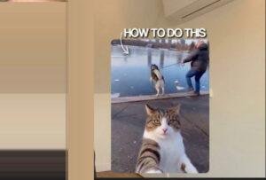 cat selfie