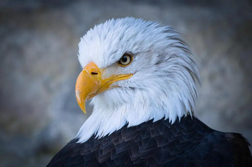 eagle2
